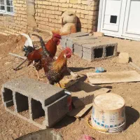 دو عدد خروس گلین