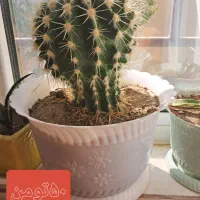 گل وگلدون فروشی قیمت توافقی|گل و گیاه طبیعی|شاهنجرین, |دیوار