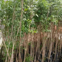 نهال زبانگنجشک(تولید دسته بیل.فوقالعاده سودده)