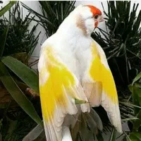 پرنده