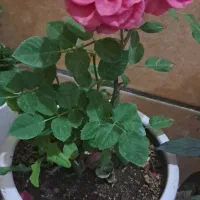 گل رز|گل و گیاه طبیعی|بیجار, |دیوار