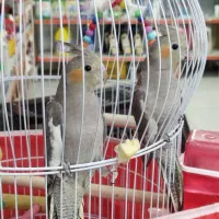 یک جفت عروس هلندی سرحال