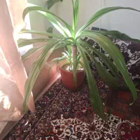 سوسن عنکبوتی|گل و گیاه طبیعی|شیراز, پودنک|دیوار