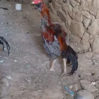 مرغ و خروس لاری|حیوانات مزرعه|سنندج, |دیوار