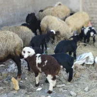 شیشک دودندان وچهار دندان بره دار