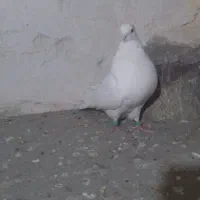 سفیدنر