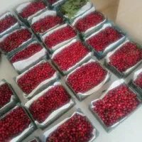 گیلاس