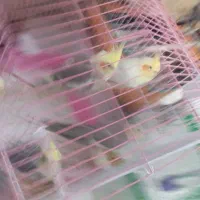 عروس هلندی لوتینو ابلغ