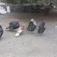 بوقلمون نر وماده