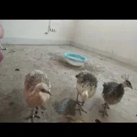 خروس وطاووس|حیوانات مزرعه|بیرجند, |دیوار