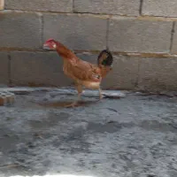 دوعدد مرغ عربی معاوضه