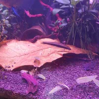 کت سیامی فوکس