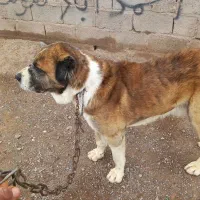 گمشده|حیوانات|تایباد, |دیوار