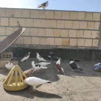 کبوتر|پرنده|مشهد, حضرت حجت|دیوار