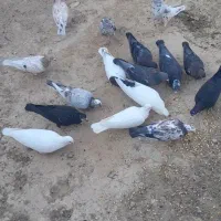 کبوتر رنگی و پلاکی