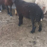 بره نر گوسفند