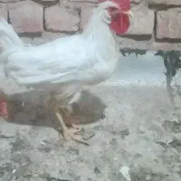 خروس سفید ۲۵۰