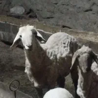 بره نر .قوچ