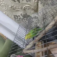 مرغ عشق نرباقفس نوبالانه فروش فوری نیازمالی|پرنده|اقبالیه, |دیوار