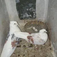 دوکت سرور یا پشت دار سرور