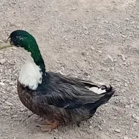 خرگوش فروشی