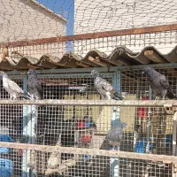 جوجه پرشی|پرنده|تهران, فلاح|دیوار