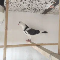 کبوتر پرشی|پرنده|مهدی شهر, |دیوار