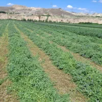 بذر یونجه