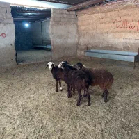 بره ماده پرواری|حیوانات مزرعه|شهریار, کردزار|دیوار