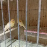 جوجه قناری موزایکی اورجینال اصل
