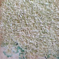 برنج چمپا فلارد