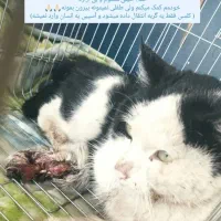 واگذاری گربه