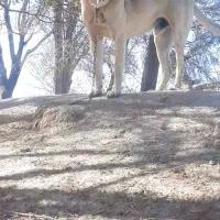 توله سرابی ۱۷ماهه از بهترین نسل