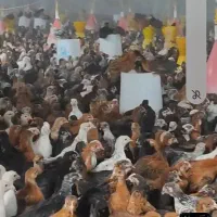 جوجه محلی گلپایگان
