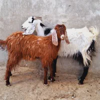 فروش دو عدد بزغاله ماده مری