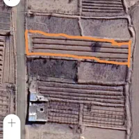 باغ پسته یه ساله