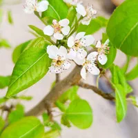 سوئیت باغی کوهستانی|اجارهٔ کوتاه‌مدت آپارتمان و سوئیت|گلبهار, نوبهار|دیوار