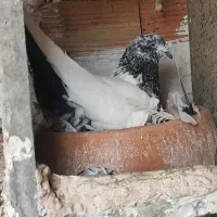 کبوتر ،،توضیحات را بخوان