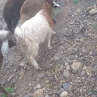 بزغاله ماده فوری|حیوانات مزرعه|سنگدوین, |دیوار