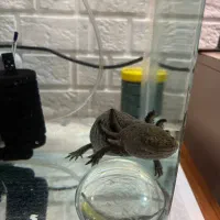 ماهی دست و پا دار|ماهی|تهران, تهرانپارس شرقی|دیوار