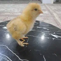 تخم نطفه دار گلین و برهما