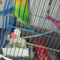 طوطی برزیلی اهلی|پرنده|خوی, |دیوار