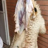 قصاب.زبح گوسفند سلاخی