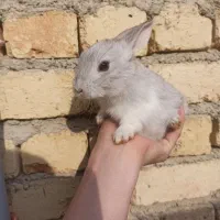 خرگوش|موش و خرگوش|ارومیه, |دیوار