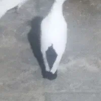 کفتر دم سیا گم کردم