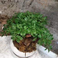 گل بونسای|گل و گیاه طبیعی|اصفهان, تیران|دیوار