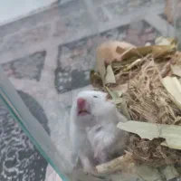 همسترحیوان خانگی|موش و خرگوش|مشهد, شیرحصار|دیوار