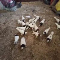 کبوتر