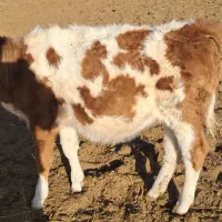 فروش تعدادی گوساله نر و ماده سیمینتال|حیوانات مزرعه|بسطام, |دیوار