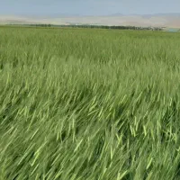 جو ماکویی ۶ ردیفه